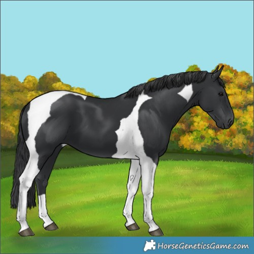 Horse Color:Black Tobiano