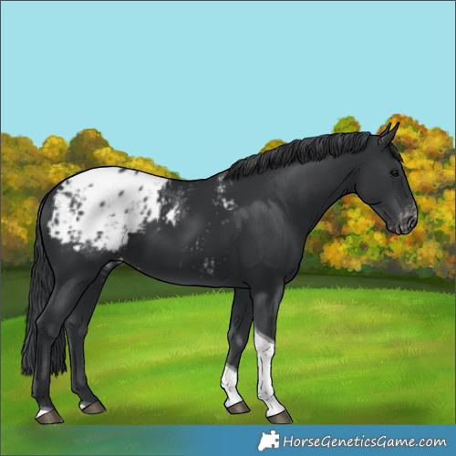 Horse Color:Black Tobiano Blanket 