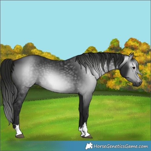 Horse Color:Gray Black 