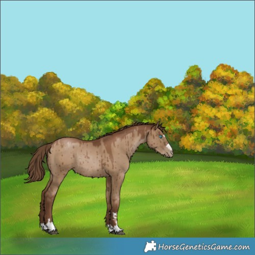 Horse Color:Gray Grullo Pearl Rabicano Brindle 