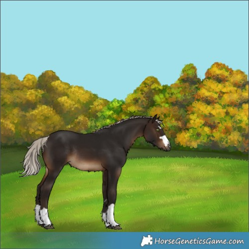 Horse Color:Gray Silver Brown Rabicano