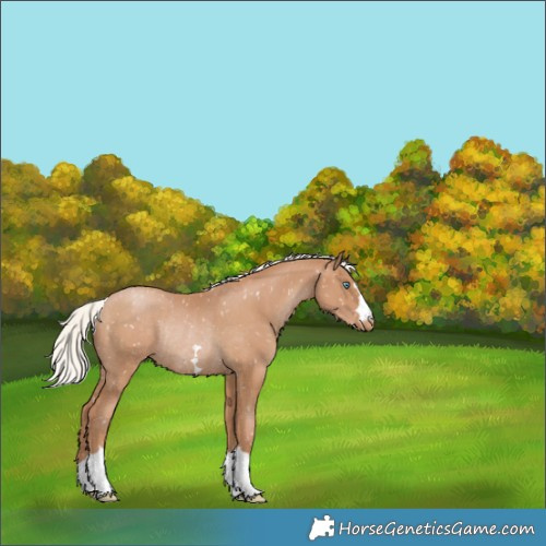 Horse Color:Silver Black Pearl Snowflake VarnishRabicano 