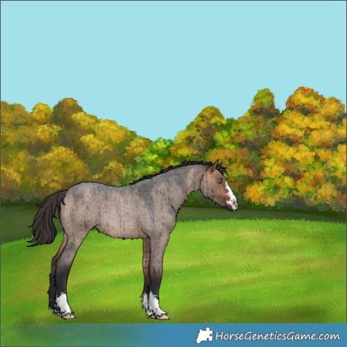 Horse Color:Brown Roan Dun Rabicano Brindle