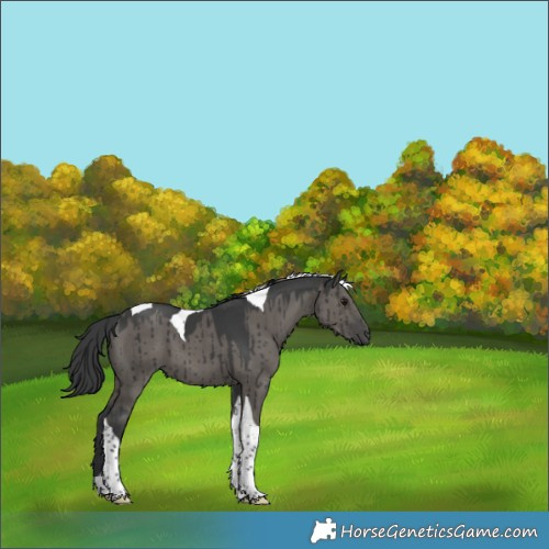 Horse Color:Grullo Tobiano Brindle 