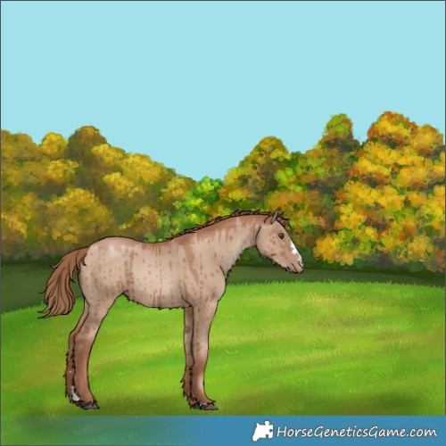 Horse Color:Grullo Pearl Rabicano Brindle