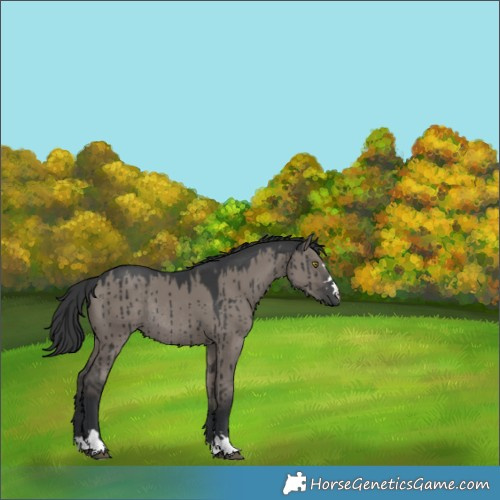 Horse Color:Grullo Rabicano Brindle 