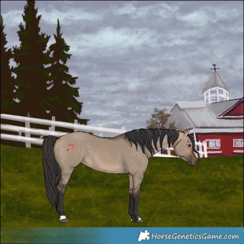 Horse Color:Bay Dun