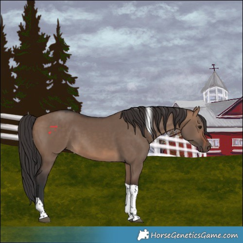 Horse Color:Brown Dun Tobiano 