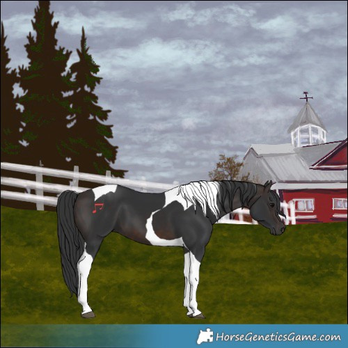 Horse Color:Brown Tobiano 