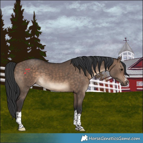 Horse Color:Brown Dun