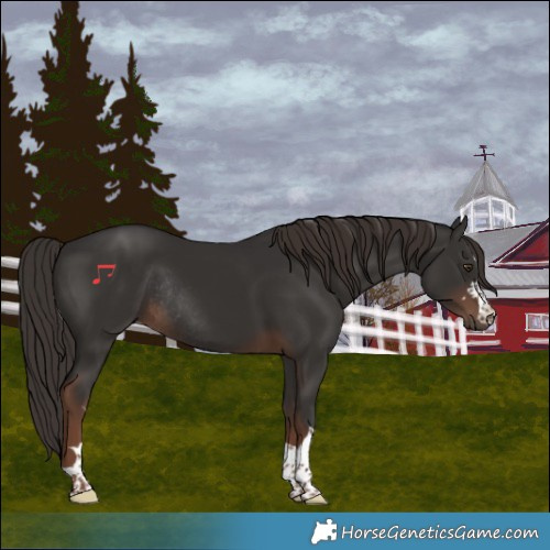 Horse Color:Liver Chestnut Rabicano 
