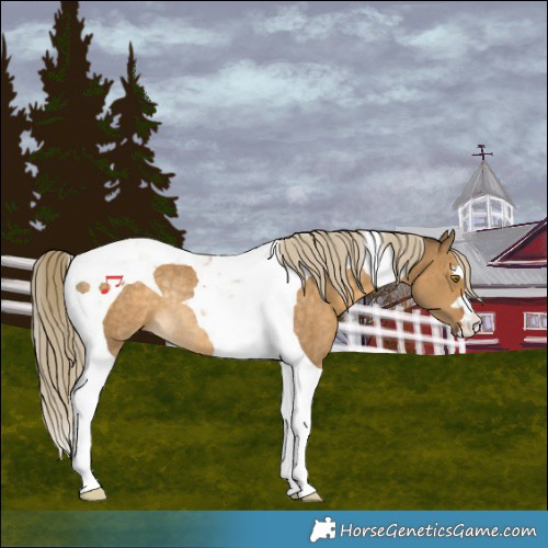 Horse Color:Chocolate Palomino Dun Tobiano Rabicano 