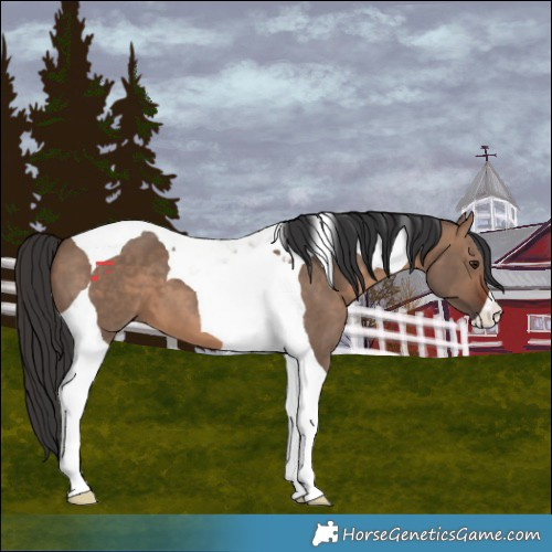 Horse Color:Brown Dun Tobiano 