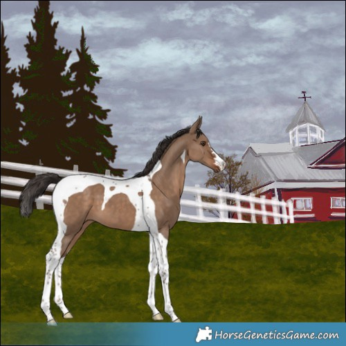 Horse Color:Liver Red Dun Tobiano 