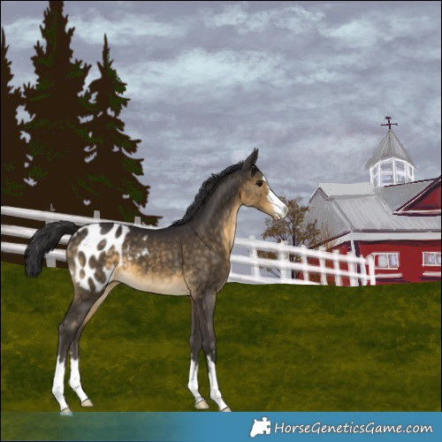 Horse Color:Buckskin Blanket 