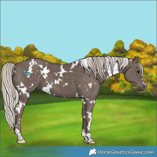Horse Color:White Spotted Silver Black 