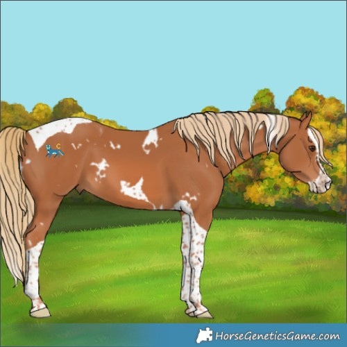 Horse Color:White Spotted Chestnut Splash Tobiano 