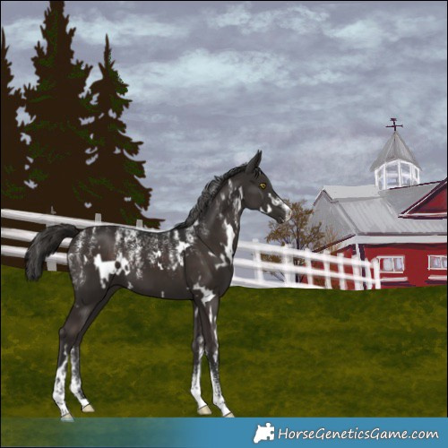 Horse Color:Powder White White Spotted Liver Chestnut 