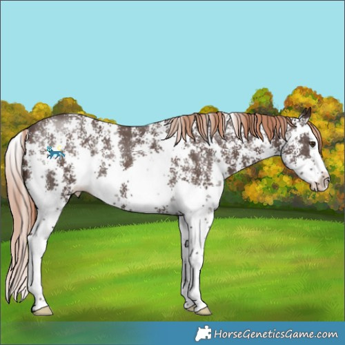 Horse Color:Liver Chestnut Sabino Splash