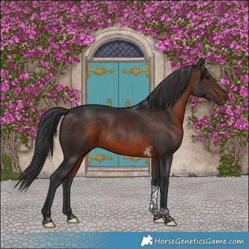 Horse Color:Brown Tobiano 