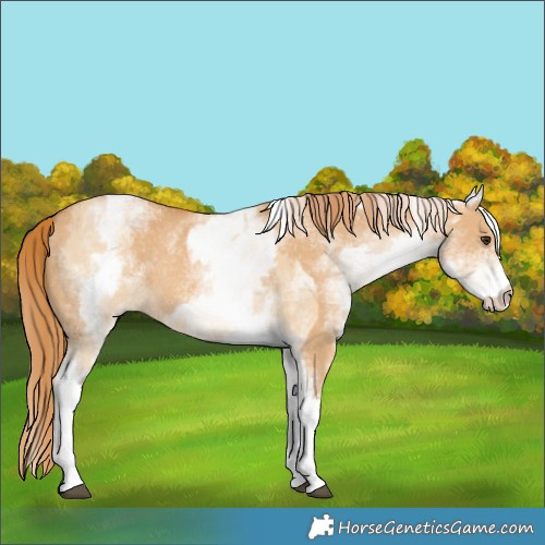 Horse Color:White Spotted Red Dun Rabicano and White Spotted Red Dun Rabicano