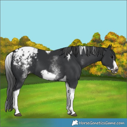 Horse Color:White Spotted Black Splash Tobiano Frame Blanket
