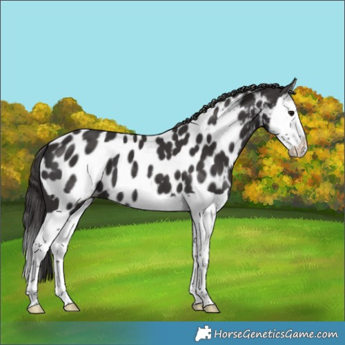Horse Color:Smoky Black Splash Near Leopard 