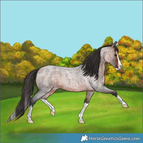 Horse Color:Brown Roan Splash 