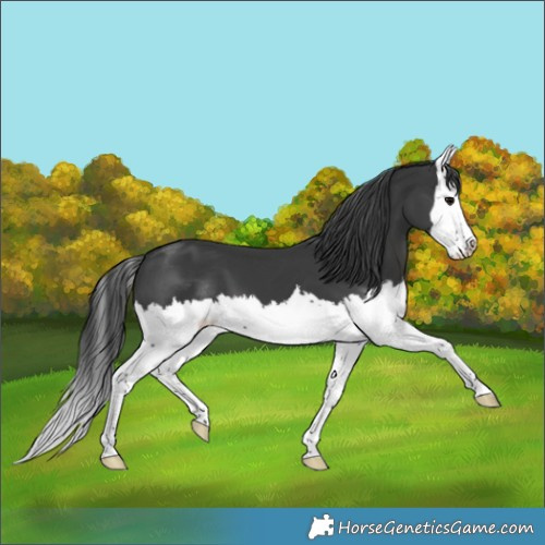 Horse Color:Black Splash