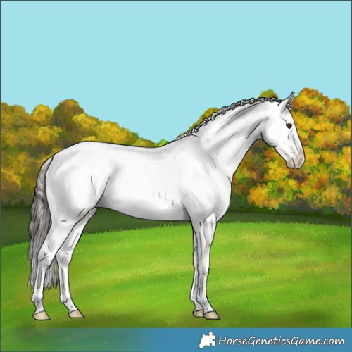 Horse Color:Buckskin Roan Dun Splash