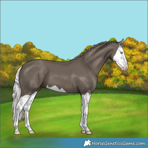 Horse Color:Silver Black Splash 