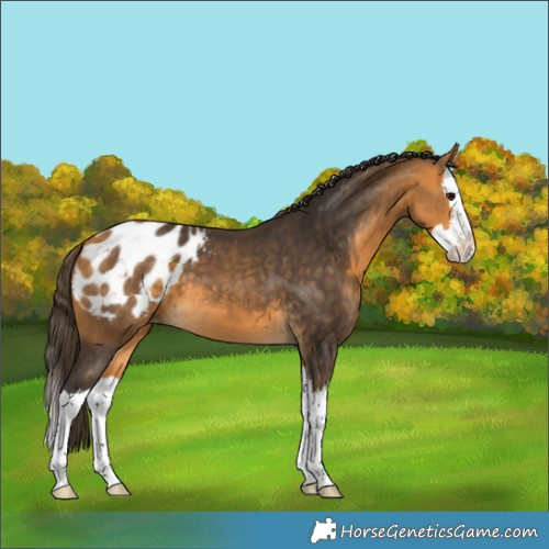 Horse Color:Buckskin Splash Blanket