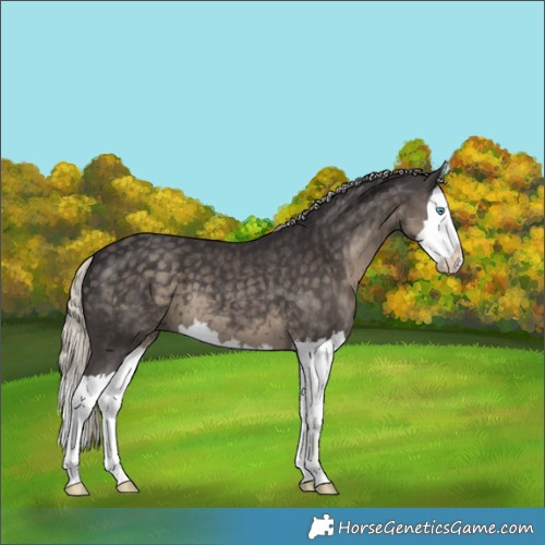 Horse Color:Silver Smoky Black Splash