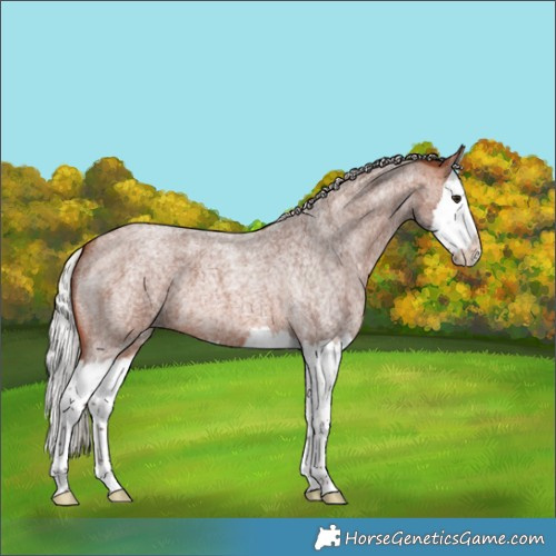 Horse Color:Silver Brown Roan Splash