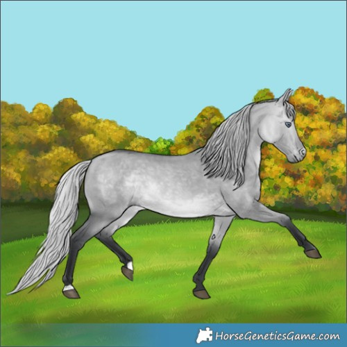 Horse Color:Silver Bay Chinchilla Dun 