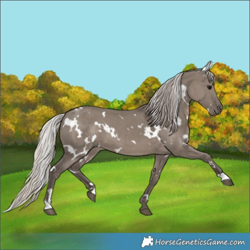 Horse Color:White Spotted Silver Grullo 