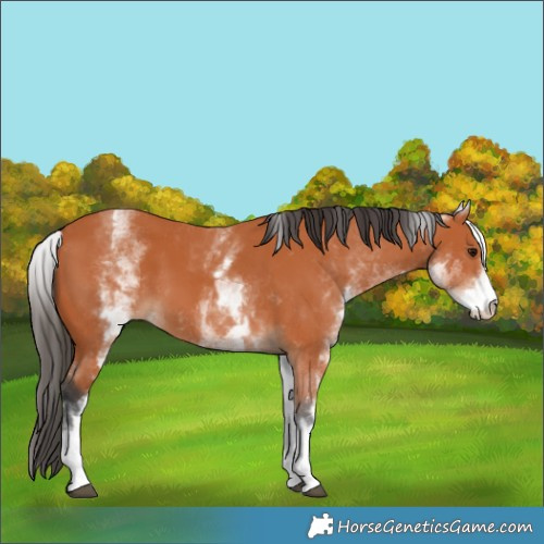 Horse Color:White Spotted Bay 