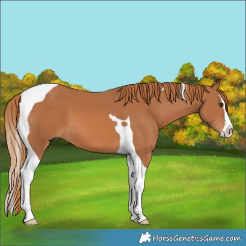 Horse Color:Chestnut Splash Tobiano