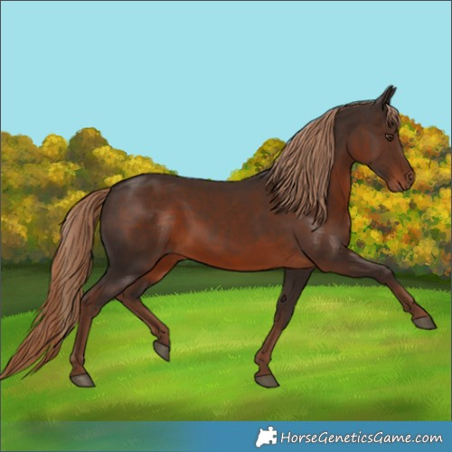 Horse Color:Liver Chestnut