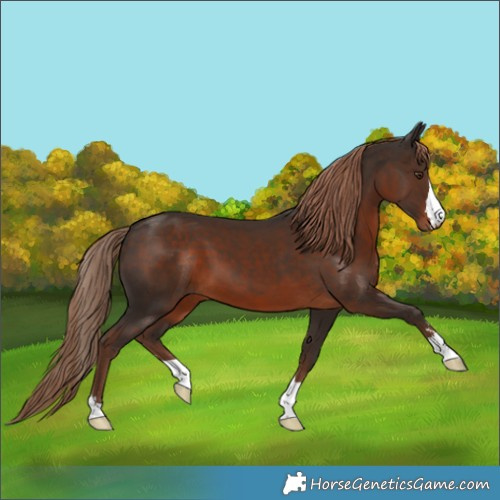 Horse Color:Liver Chestnut
