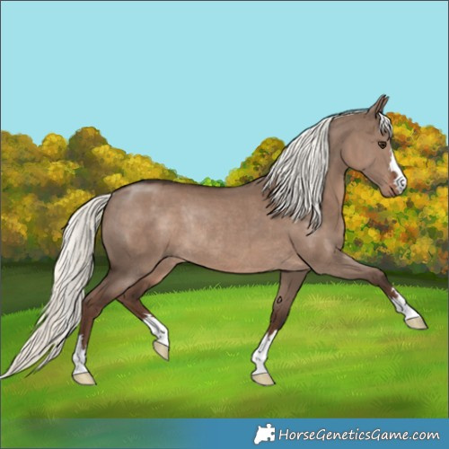 Horse Color:Liver Red Dun Mushroom Rabicano 