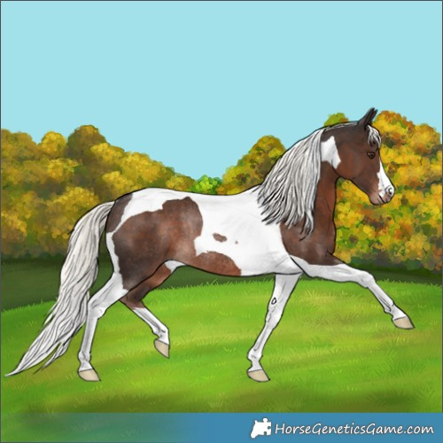 Horse Color:Liver Chestnut Mushroom Tobiano Rabicano 
