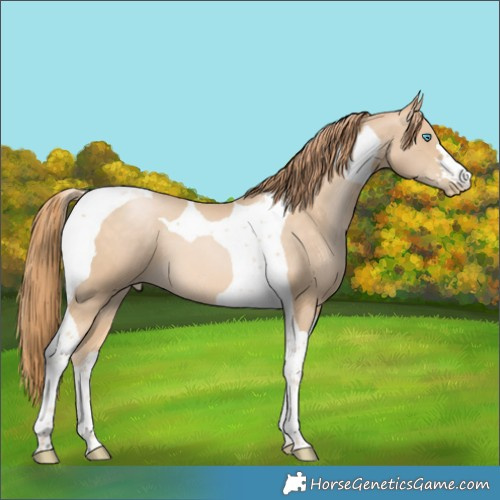 Horse Color:Buckskin Pearl Tobiano