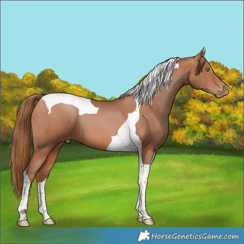 Horse Color:Bay Pearl Tobiano 