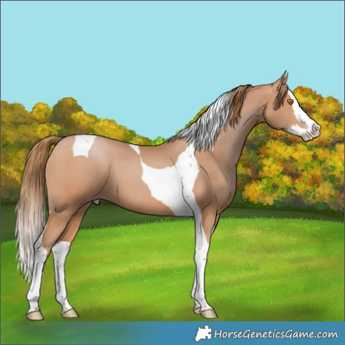 Horse Color:Brown Pearl Splash Tobiano