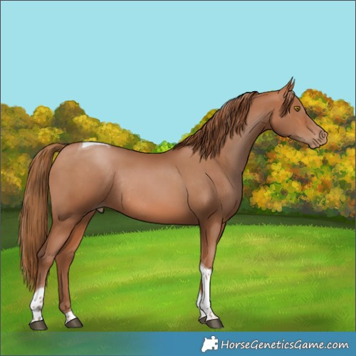 Horse Color:Bay Pearl Tobiano Rabicano