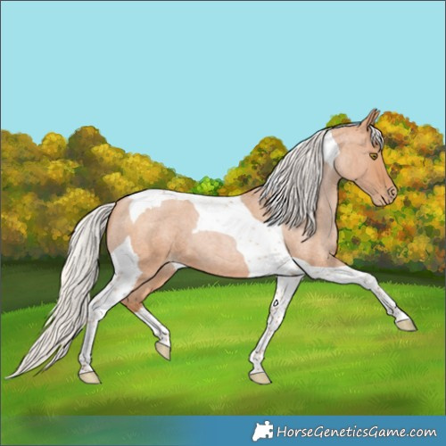 Horse Color:Silver Bay Roan Pearl Tobiano 