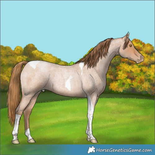 Horse Color:Bay Roan Pearl Tobiano
