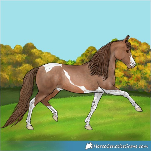 Horse Color:Brown Pearl Tobiano Rabicano 