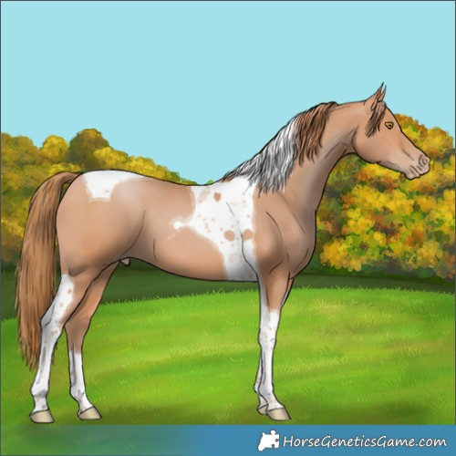 Horse Color:Bay Pearl Tobiano